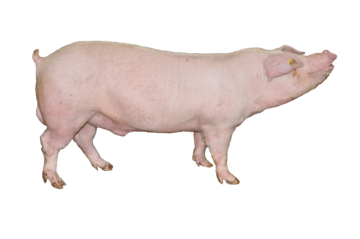 1_landranse_genesus